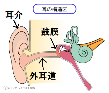 耳の仕組みから難聴を見る めがこん