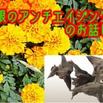 眼のアンチエイジング「サンテ　ウェルビジョン」